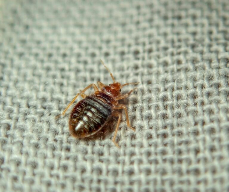 Bed Bugs in Jacksonville? How to Determine if You have Bed Bugs cover