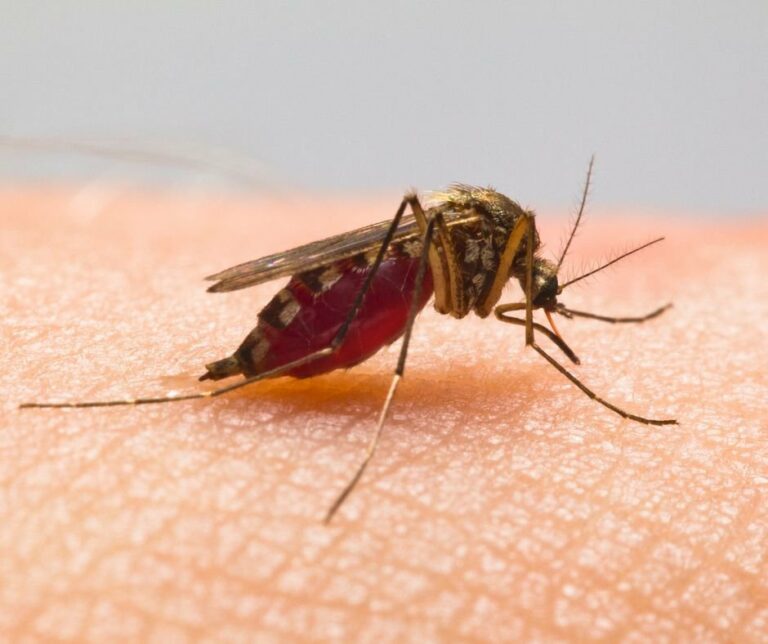 Mosquitoes in Jacksonville? Here Are Some Tips to Keep Them Away cover