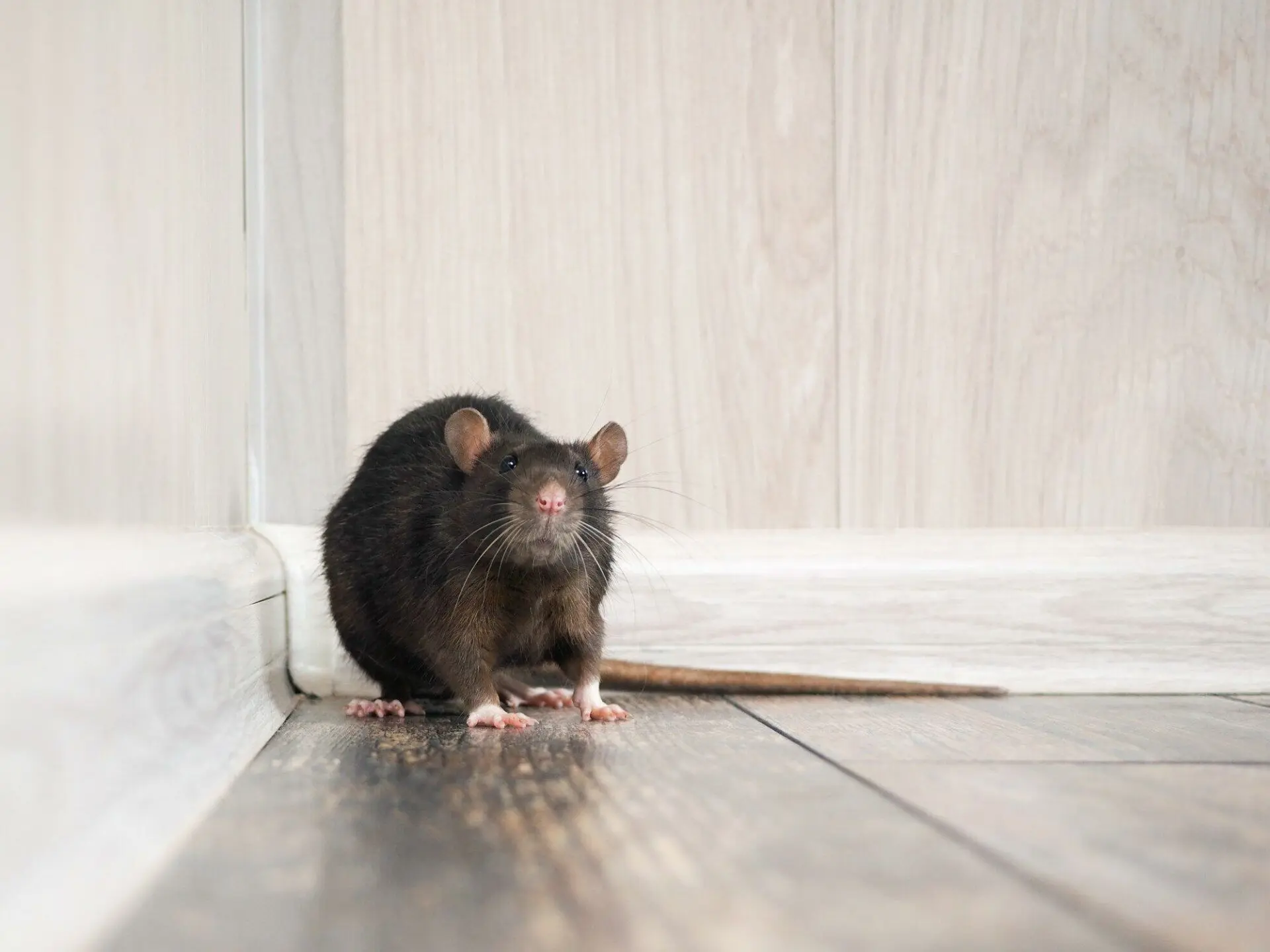 The Dos and Don’ts of DIY Rodent Removal: Tips from the Experts