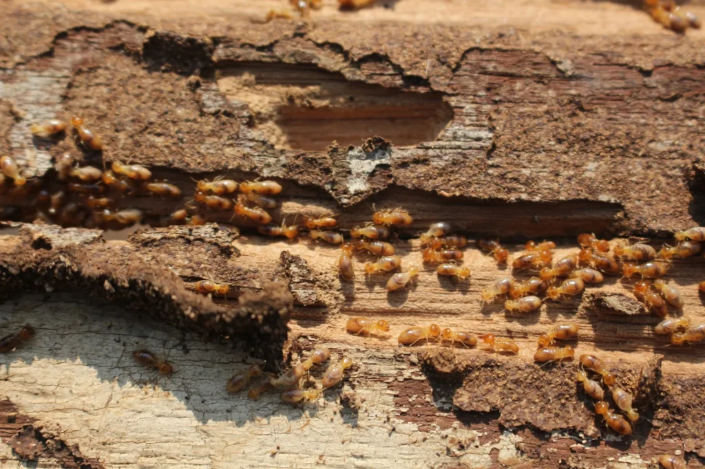 termites