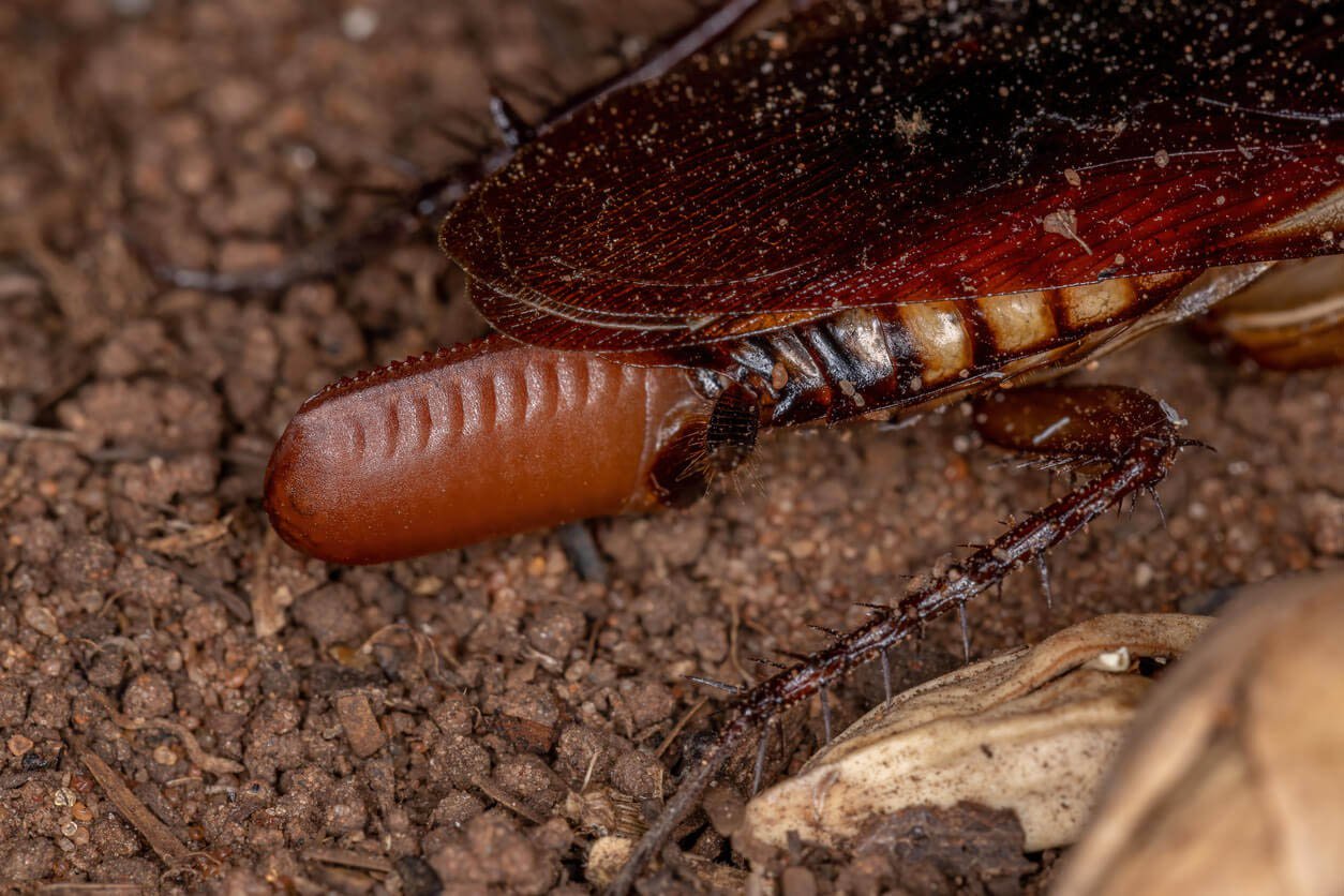 What Do Cockroach Eggs Look Like? | All “U” Need Pest Control, image size:1254x836