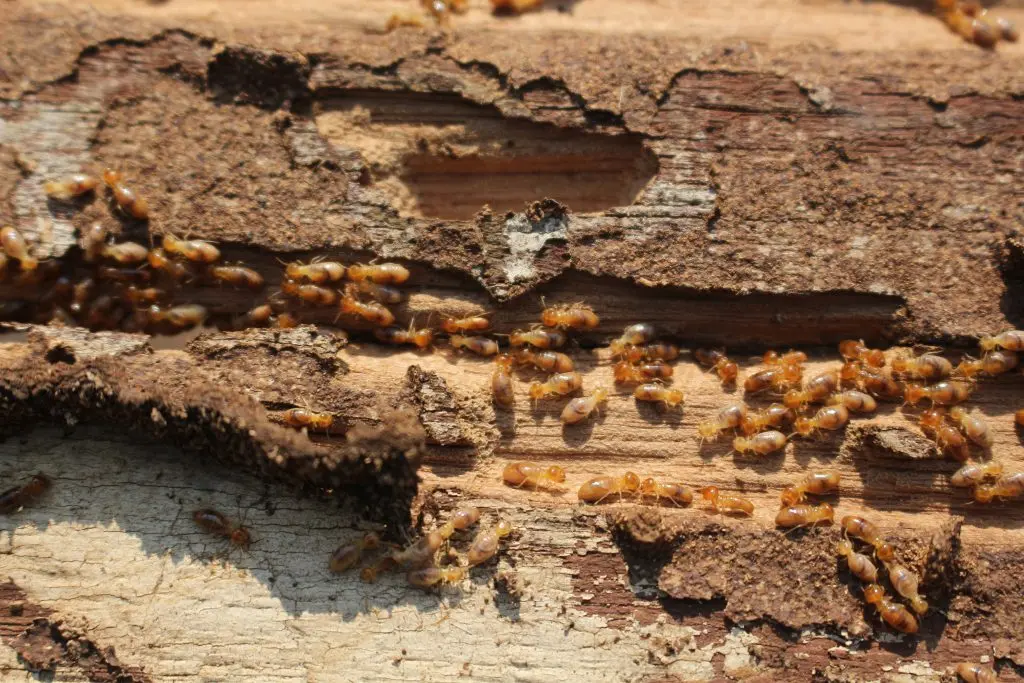 termites