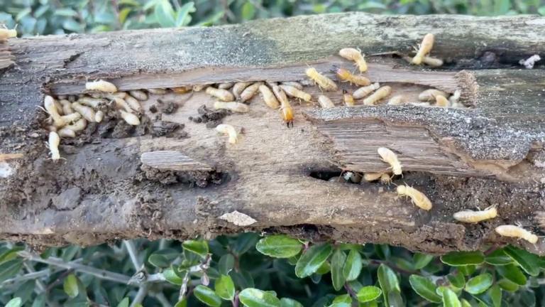 Termites destroying wood