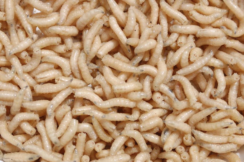 Maggots: What Are They and Why Are They in Your Home? cover