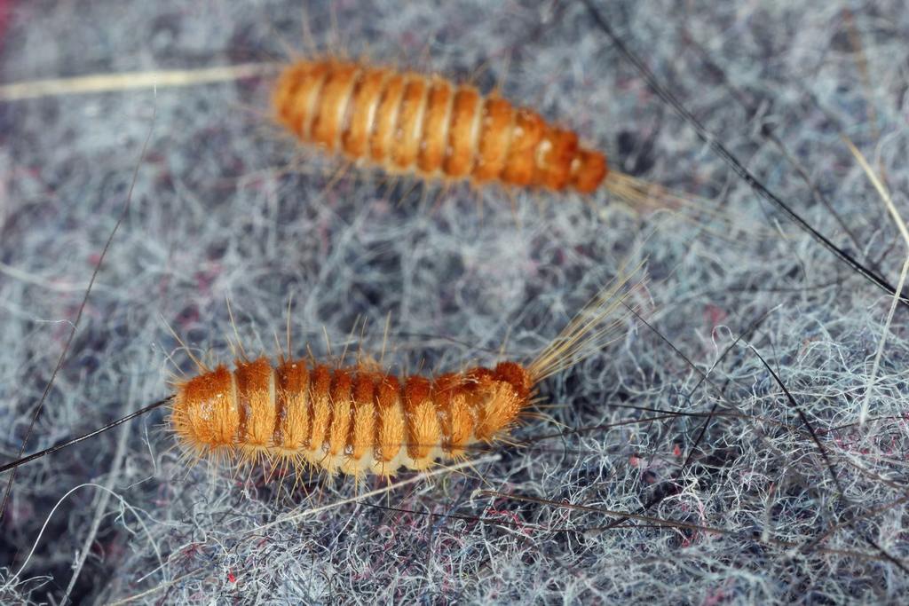 How to Get Rid of Carpet Beetle Larva in Your Home cover