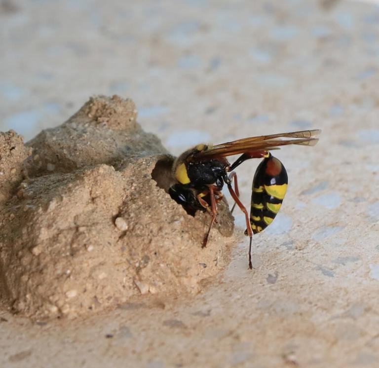 Are Mud Daubers Dangerous? Understanding These Beneficial Insects cover