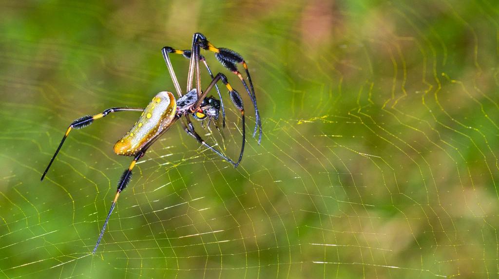 Banana Spiders: Are They Dangerous? cover