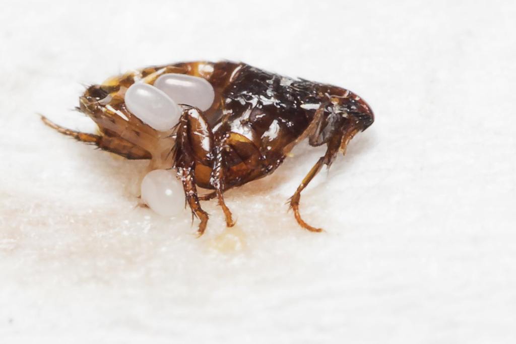 Flea Eggs: How to Spot, Treat, and Prevent Infestations cover