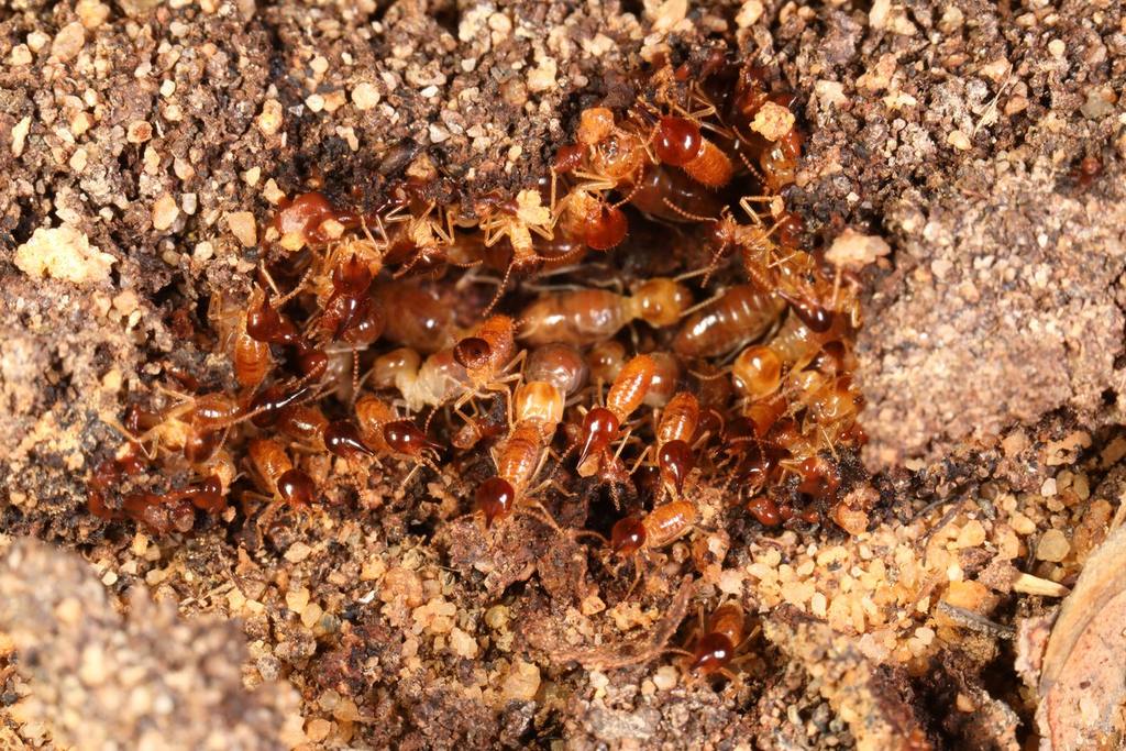 Subterranean Termites: Hidden Dangers Lurking Beneath Your Home cover