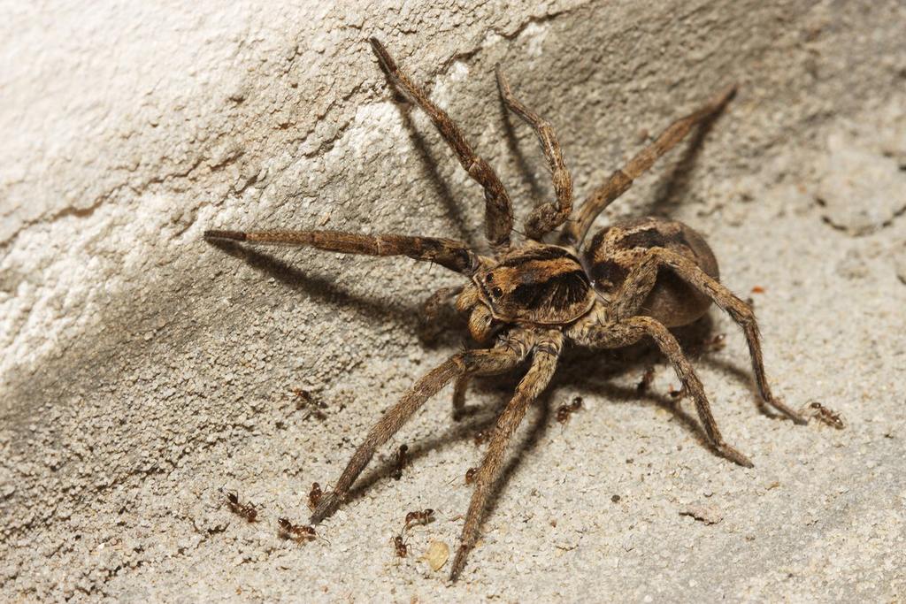 Are Wolf Spiders Poisonous cover