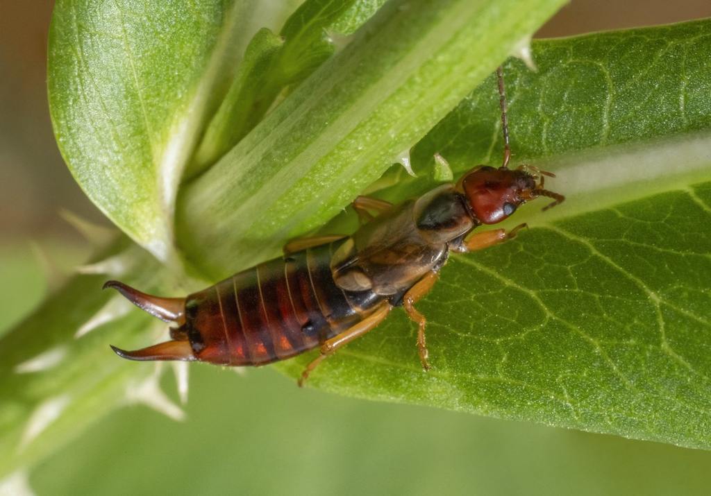 Pincher Bugs: How to Keep Them Out of Your Home cover