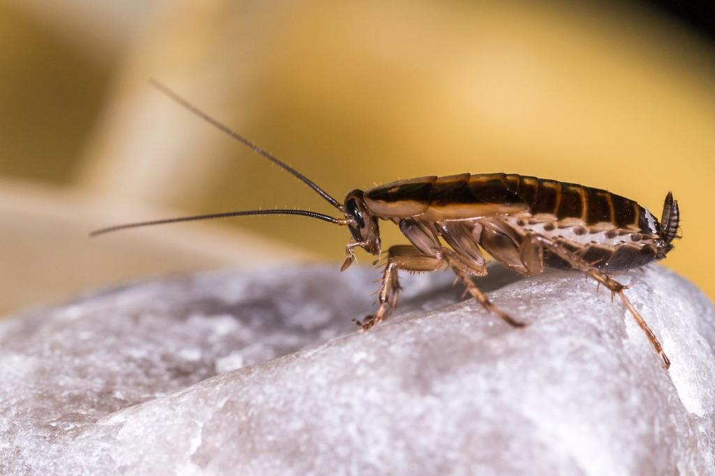 German Cockroaches: Why They Are The Worst Roach cover