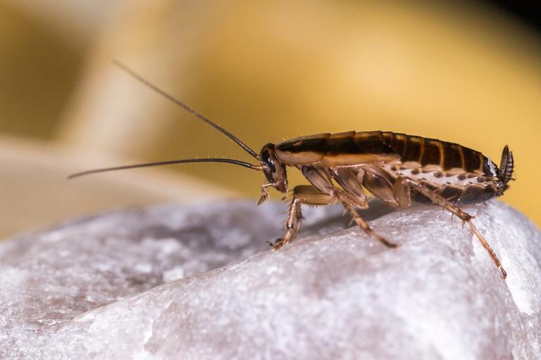 German Cockroaches: Why They Are The Worst Roach cover