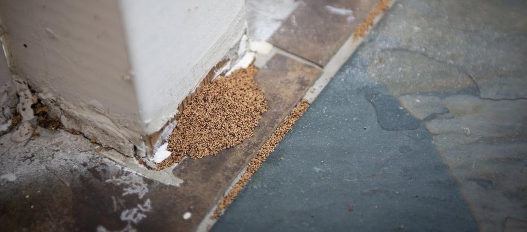 Termite Droppings: Otherwise Known as Frass cover