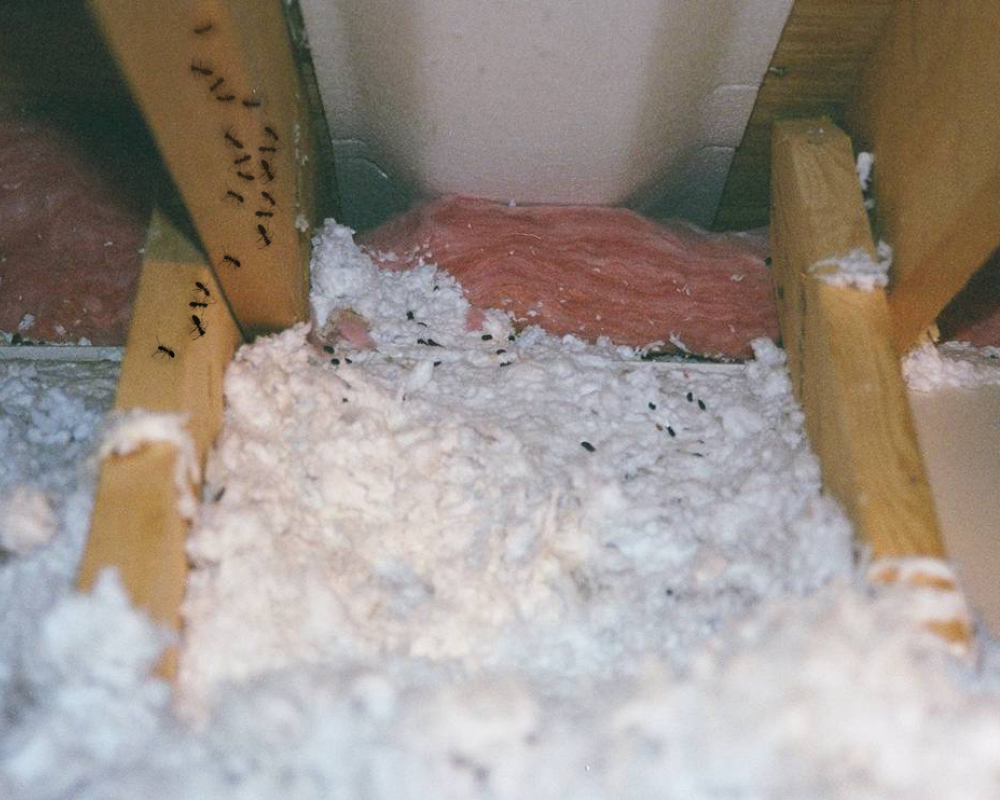 A photo of insulation in bad condition with insect infestation