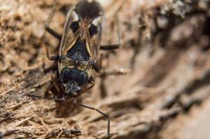 Chinch Bugs in SWFL: What Every Homeowner Needs to Know cover