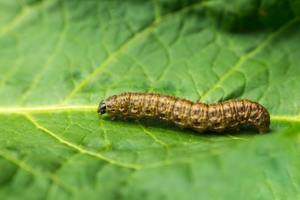 Cut It Out! Stop Cutworms from Wrecking Your Garden This Bug Season cover