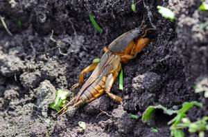 Mole-icious Invaders: How to Evict Mole Crickets from Your Lawn cover