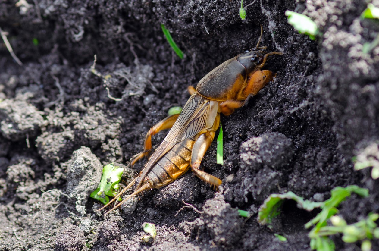 PPT - A mole cricket. (After Eisenbeis \u0026amp; Wichard 1987.) PowerPoint  Presentation - ID:255784, image size:1258x833