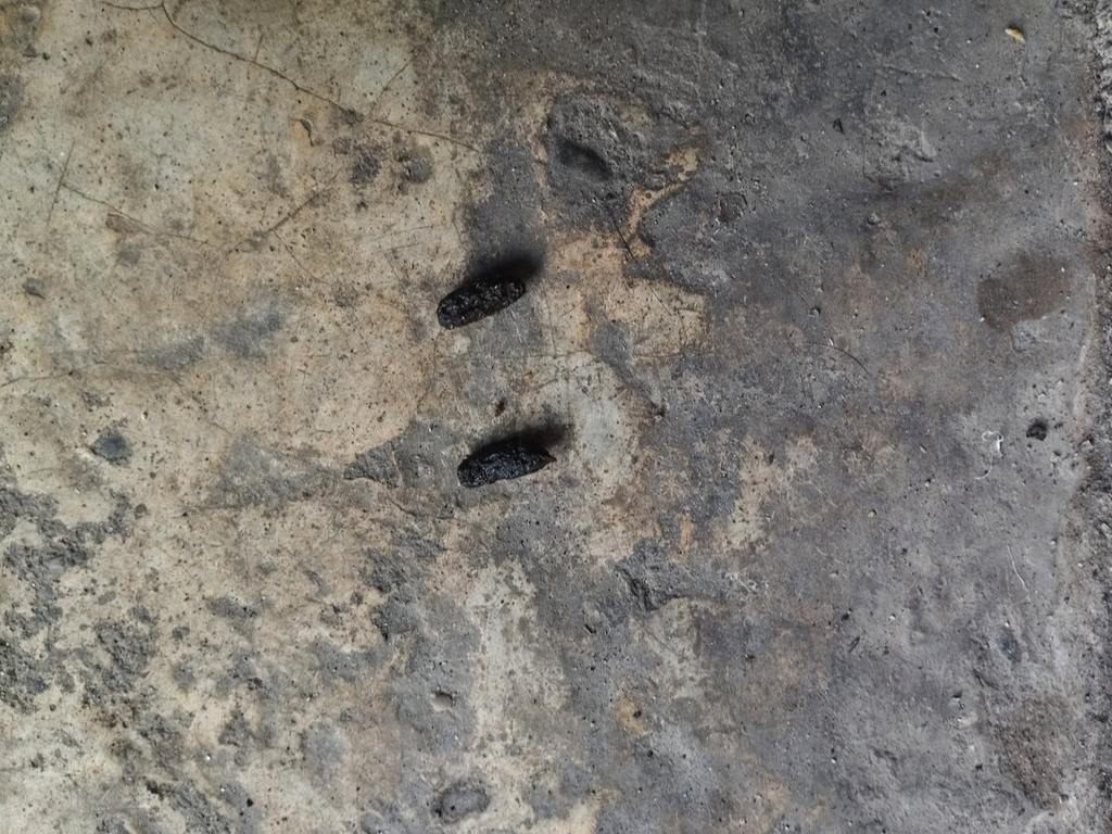 The Hidden Health Risks of Pests: How Droppings Can Spread Disease cover