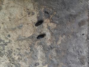 The Hidden Health Risks of Pests: How Droppings Can Spread Disease cover