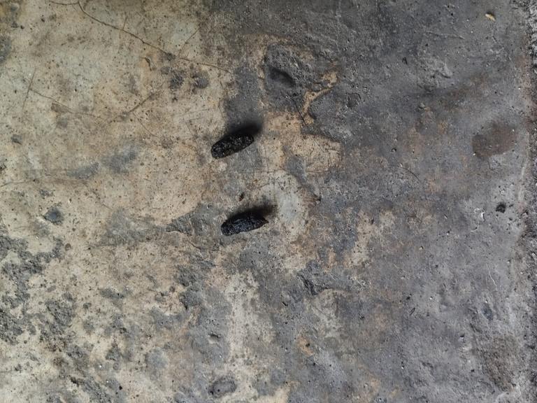 The Hidden Health Risks of Pests: How Droppings Can Spread Disease cover