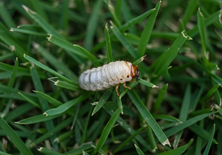 Grub Trouble? How to Defend Your Lawn from Underground Invaders cover