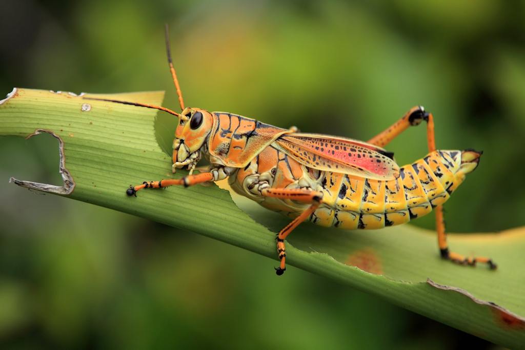 The Lubber Grasshopper Invasion and How to Stop It cover