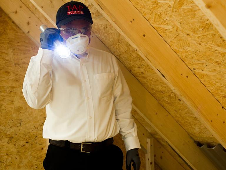 The Silent Dangers of Hidden Pests: Why Attic Inspections Are Crucial cover