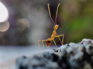 Don’t Go Crazy: Take Control of Crazy Ants with All U Need Pest Control cover
