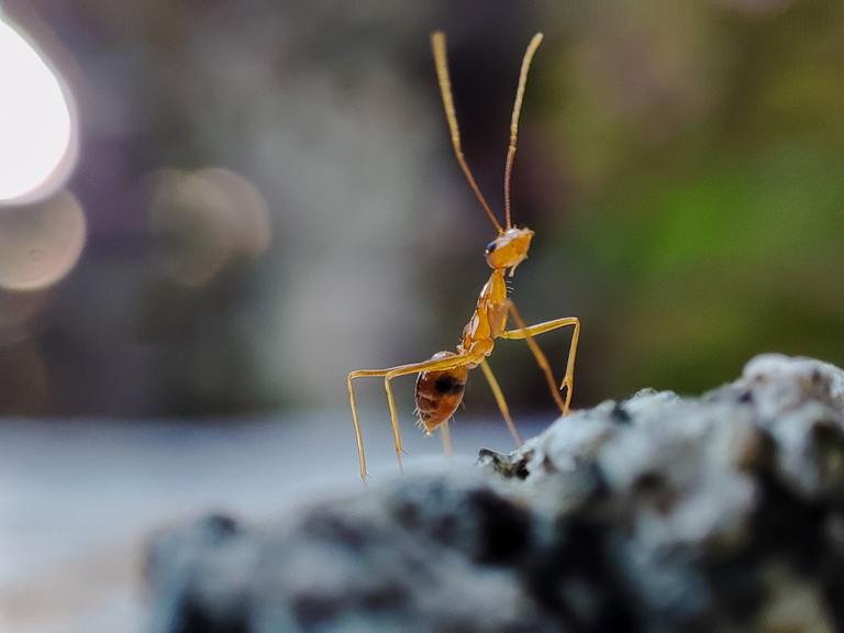 Don’t Go Crazy: Take Control of Crazy Ants with All U Need Pest Control cover
