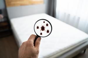 Airbnb & Hotel Bed Bug Checklist: Spot Baby Bed Bugs Before You Sleep cover