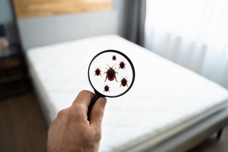 Airbnb & Hotel Bed Bug Checklist: Spot Baby Bed Bugs Before You Sleep cover