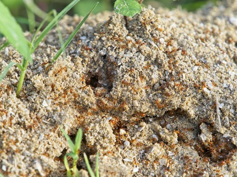 Fire Ants: Fun Facts cover