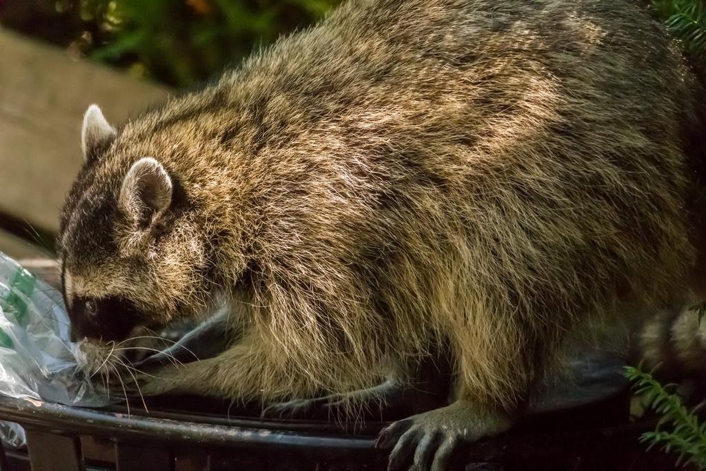 How to Keep Raccoons Out of the Garbage cover