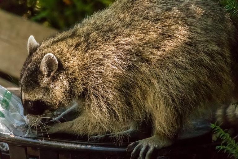 How to Keep Raccoons Out of the Garbage cover