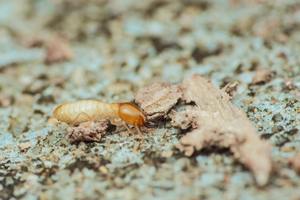 Subterranean Termites: What You Need to Know cover