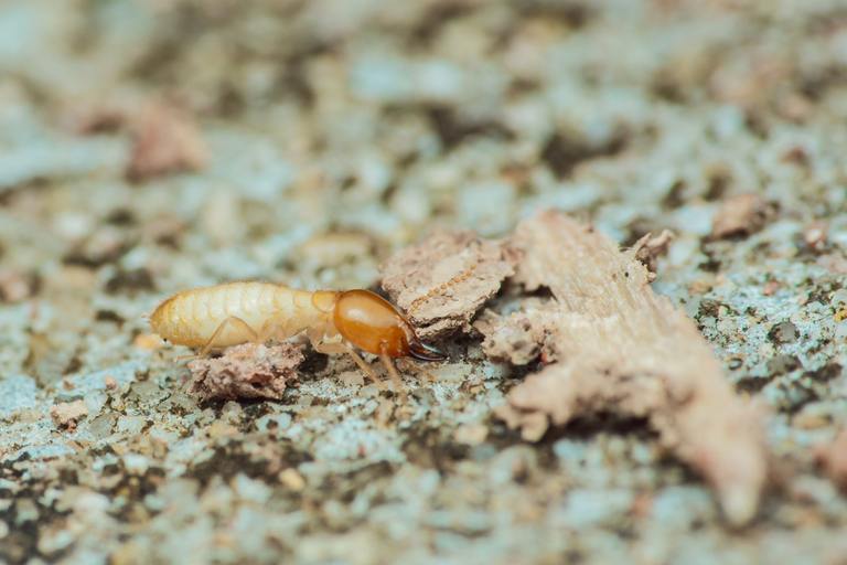 Subterranean Termites: What You Need to Know cover