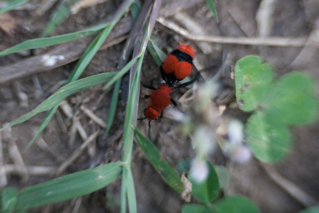 Red Velvet Ant: The Cow Killer of the South cover