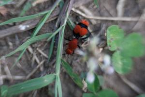 Red Velvet Ant: The Cow Killer of the South cover