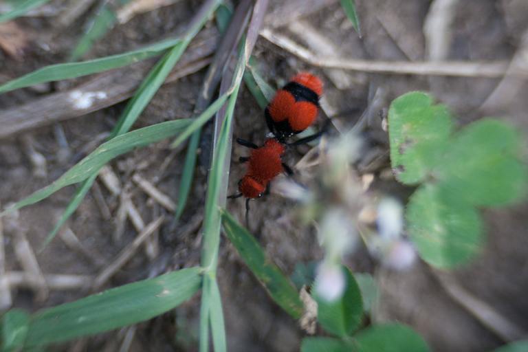 Red Velvet Ant: The Cow Killer of the South cover