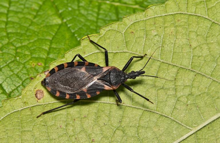 The Assassin Bug: Nature’s Stealthy Predator cover