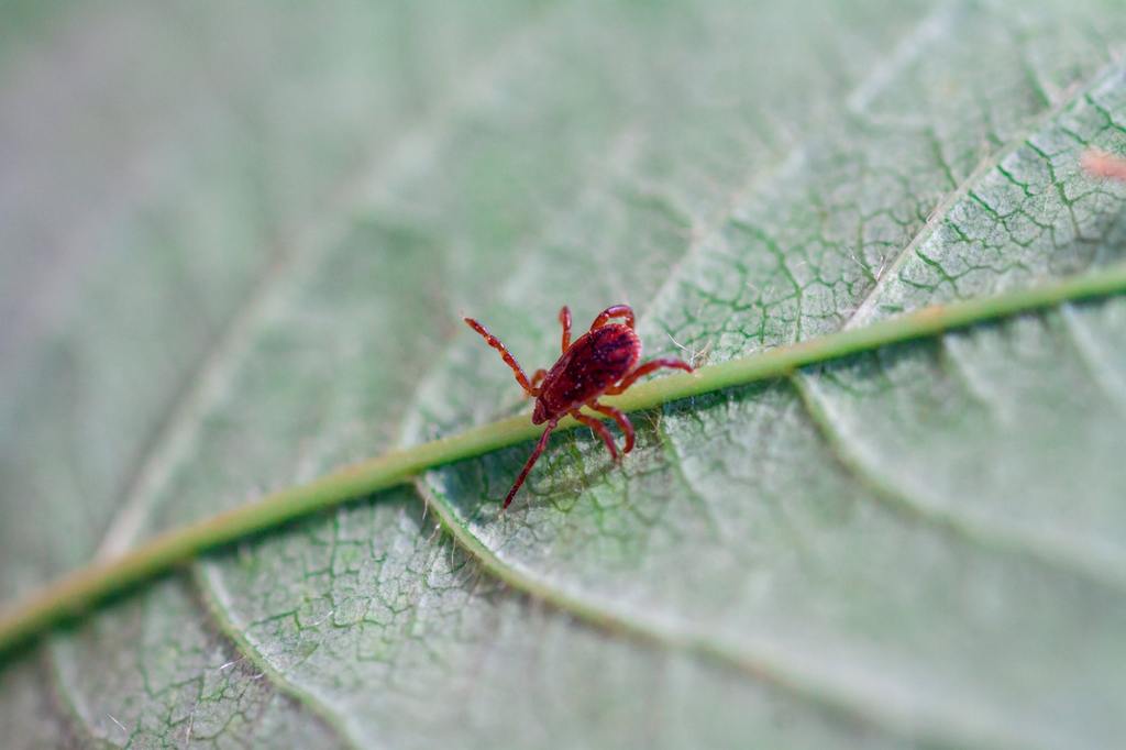 ​Chiggers vs Bed Bugs: Understanding the Differences cover