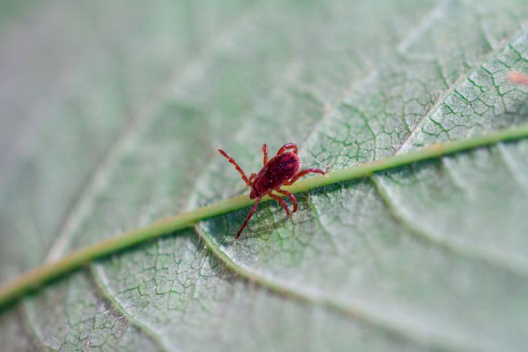 ​Chiggers vs Bed Bugs: Understanding the Differences cover