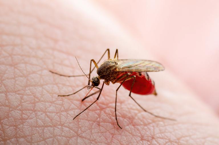 mosquito biting skin and bulging with blood