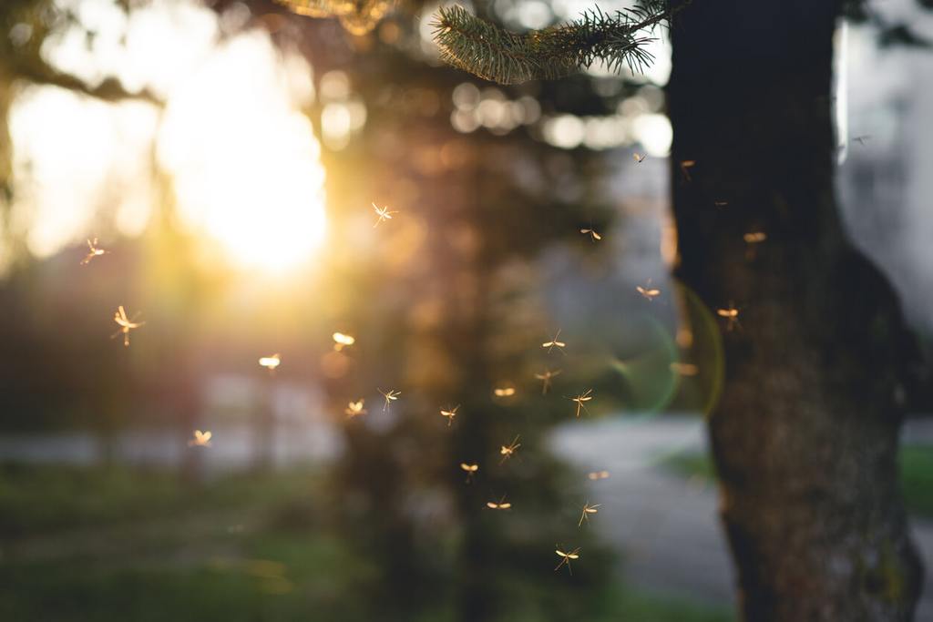 Mosquito swarm photograph