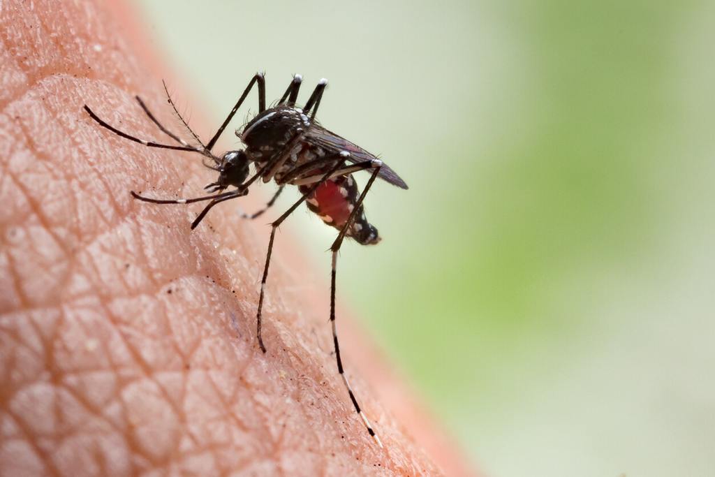 Mosquito biting into skin