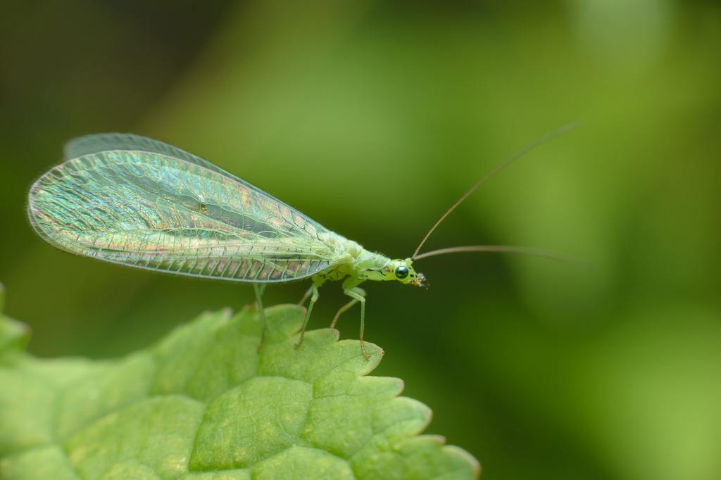 ​Lacewing: Nature’s Tiny Ally for a Healthier Garden cover