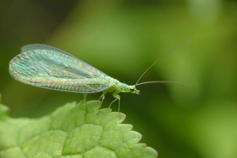 Lacewing: Nature’s Tiny Ally for a Healthier Garden cover