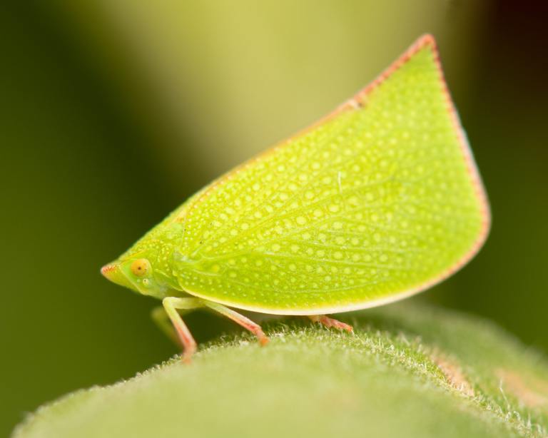 ​Understanding the Leafhopper: Tiny Insects with a Big Impact cover